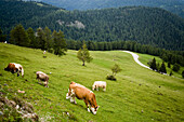 Rinder grasen auf einer Alm, Nockberge, Kärnten, Österreich