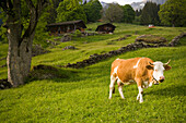 Cow grazing on alp, Grindelwald, Bernese Oberland (highlands), Canton of Bern, Switzerland