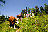 Wanderer gehen an Kühe vorbei, Bichlalm 1731 m, Grossarltal, Salzburg, Österreich