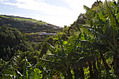 Bananenplantage über Povoacao, Azoren, Portugal