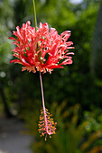 Hibiscus flower, Tonga, South Seas