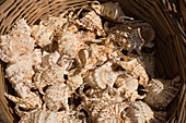 Shells in a basket, Simi, Symi Island, Greece