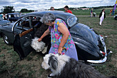 Frau mit Hunden im Oldtimer, Northiam, East Sussex, Südengland, England, Großbritannien