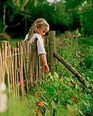 Girl (5 years) catching over a fence for flowers, Nakenstorf, Mecklenburg-Western Pomerania, Germany, MR