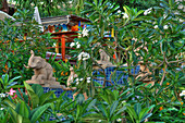 Tropischer Garten auf Phuket, Thailand, Asien