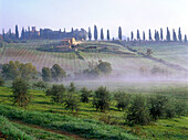Country house, cypresses, olive trees near San Quirico d'Orcia, Val d´Orcia, Tuscany, Italy