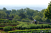 Vegetable Garden, Monticello, Virginia, United States