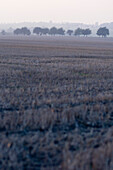 Deutschland, Sachsen, Meissen, Baum, Feld, Nebel