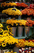 Blumenmarkt, Amsterdam, Holland, Europa