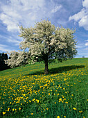 Blooming apple tree, Allgeau, Bavaria, Germany