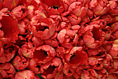 Red tulips at Viktualienmarkt, Munich, Bavaria, Germany