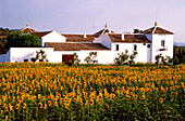 Spanien, Andalusien, Sonnenblumen vor Finca