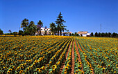 Spain Andalusia Finca sunflowers