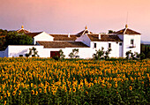 Spain Andalusia Finca sunflowers