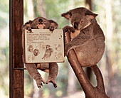 Koala bears in Zoo, Queensland, Australia