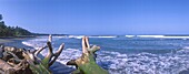 Costa Rica, Cauhita, Karibik Strand, Treibgut, Baumstümpfe
