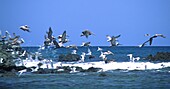 Pelicans at pacific coast, Costa Rica