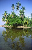 Costa Rica, Cauhita, Lagune, Palmen, Karibisches Meer