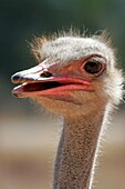 Ostrich, Oudtshorn, South Africa