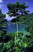 Pirates Bay near Charlotteville, Tobago, Small Antilles, Caribbean