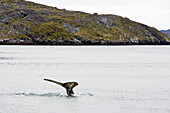 Tailfin of a humpback Whale close to Nuuk, Greenland.