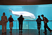 Beluga whales in the arctic house in L'Oceanografic, Valencia, Spain