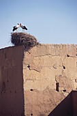Two storks on Palais Badi, Marrakesh, Marocco, Africa