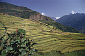 Rice terraces on the mountain side, Annapurna, Nepal