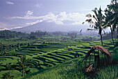 Rice fields, Agung volcano inthe background, Sileberg, Bali, Indonesia