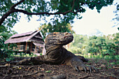 Nahaufnahme von einem Komodowaran, varanus komodoensis, Komodo, Indonesien, Asien