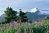 Lupinen in einer Wiese, Chilkat Range bei Haines, Alaska, USA