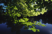 Chestnut leaves along the lakeshore, Park, Mittweida, Saxony, Germany