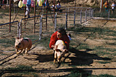 Schweine-Corrida, Corrida del Maiale, Petróio bei Pienza, Toskana, Italien