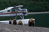 Brown bear, grizzly with cubs, Ursus Arctos, seaplane in the background, Katmai National Park, Alaska, USA