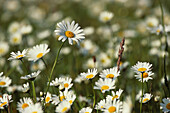 Close up of a meadow with oxeye daisy flowers, Field, Leucanthemum, Germany