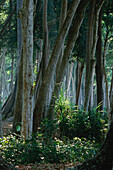 Tropical rain forest, Havelock Islands, Andaman Islands, India