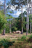 Haus im Tropenwald, Nordandamanen, Andamanen, Indien