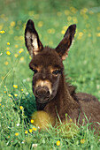 Young donkey, foal, Equus Asinus in a meadow