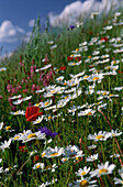 Blumenwiese mit Ackerhundskamille, Mohn, Kornblume und Esparsette, Piano Grande, Italien