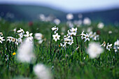 Meadow of white narcissi (Narcissus poeticus)