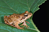 Close up of an agile frog sitting on a leaf, Rana Dalmatina, Bavaria, Germany