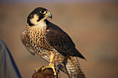 Close up of a falcon, Gyrfalcon, Al Maha Desert Resort, Dubai, United Arab Emirates
