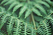 Nahaufnahme von grüne Farnblätter, Farn, Insel Sark, Kanalinseln, Großbritannien