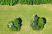 Grünes Feld mit Blumen von oben, Vogelperspektive, Landschaft