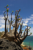 Close up of a plant, Madagascar, Africa