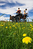 A horse carriage in a meadow with dandelions, Muehlviertel, Upper Austria, Austria