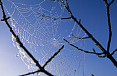Spider web with dew droplets hanging between branches, Upper Bavaria, Bavaria, Germany
