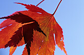red coloured leave of maple, Upper Bavaria, Bavaria, Germany