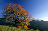 cherry tree in autumn colours, Grödnertal, South Tyrol, Alta Badia, Italy