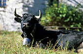 traditional black fighting cow, Valais, Switzerland